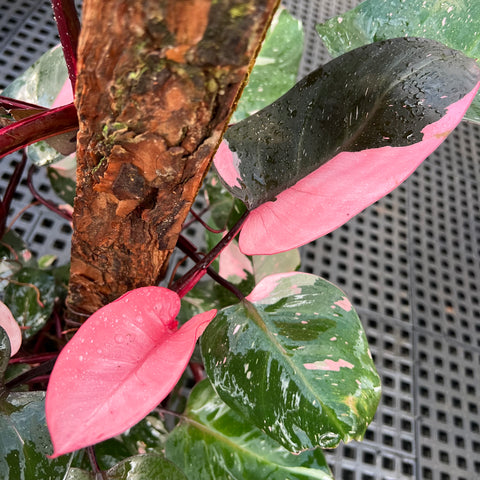 Philodendron 'Pink Princess' (Grande)