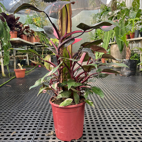 Philodendron 'Pink Princess' (Grande)