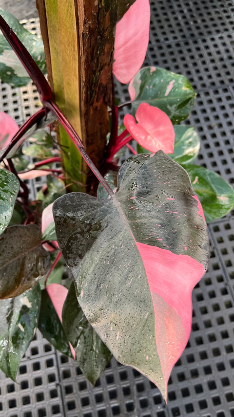 Philodendron 'Pink Princess' (Grande)