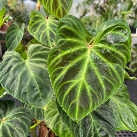 Philodendron verrucosum no tutor