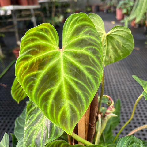 Philodendron verrucosum no tutor