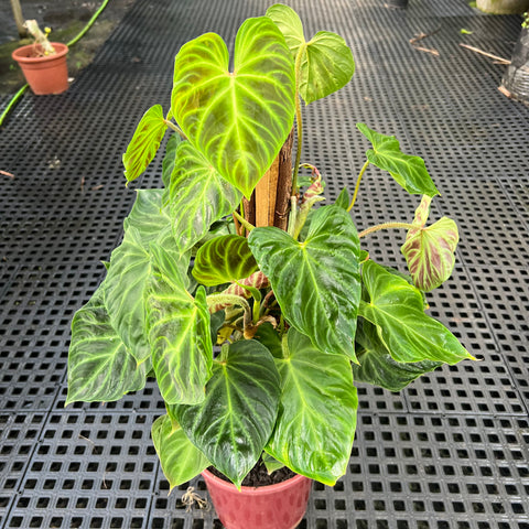 Philodendron verrucosum no tutor