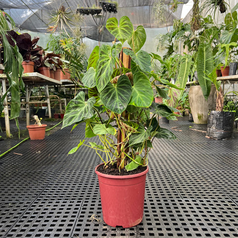 Philodendron verrucosum no tutor