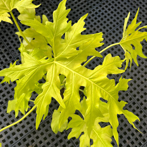 Philodendron Warscewiczii 'áurea'