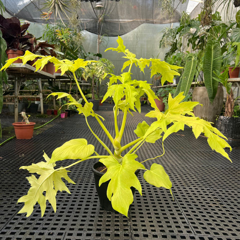 Philodendron Warscewiczii 'áurea'