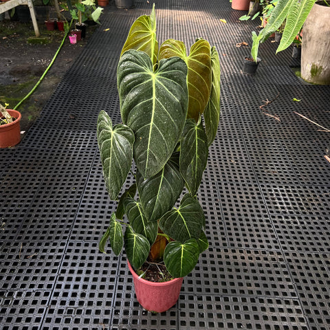 Philodendron melanochrysum 'GRANDE' no tutor