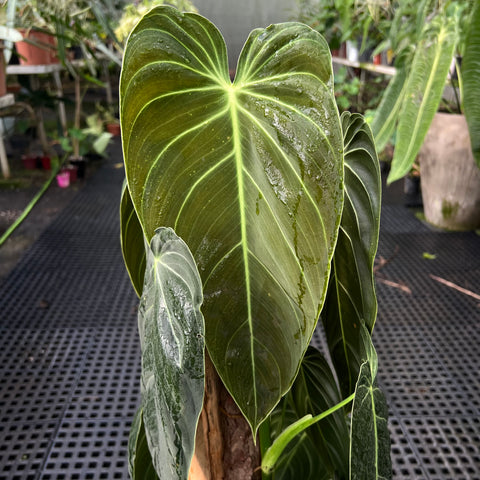 Philodendron melanochrysum 'GRANDE' no tutor