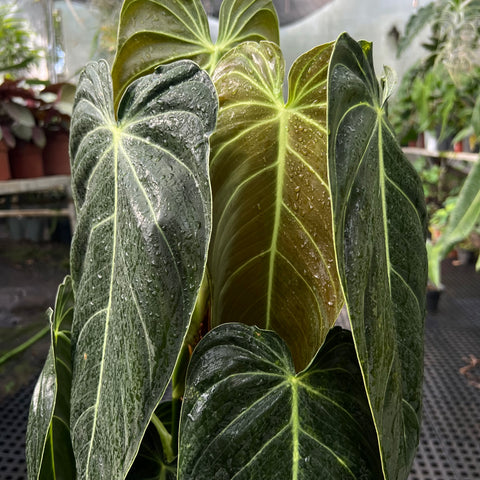 Philodendron melanochrysum 'GRANDE' no tutor