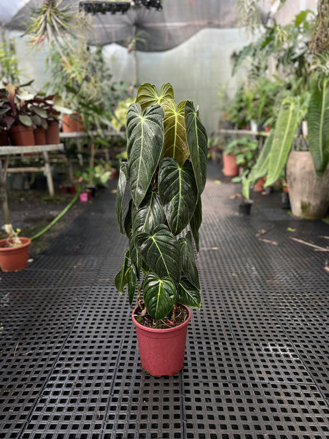 Philodendron melanochrysum 'GRANDE' no tutor