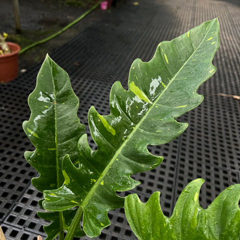 Philodendron ring of fire