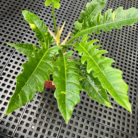 Philodendron ring of fire