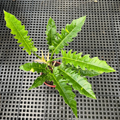 Philodendron ring of fire
