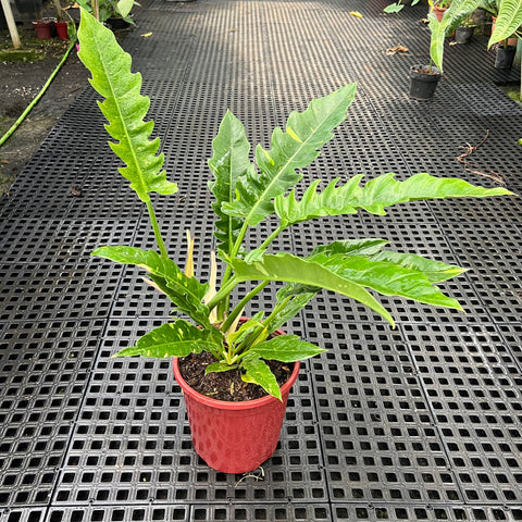 Philodendron ring of fire