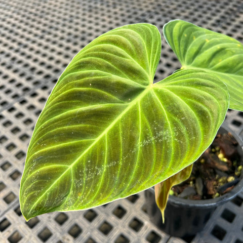 Philodedron 'splendid'