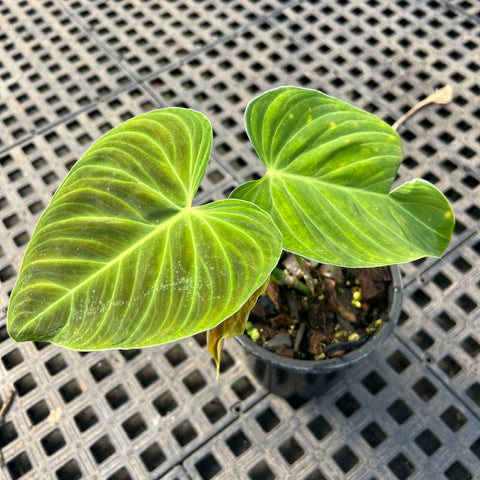 Philodedron 'splendid'