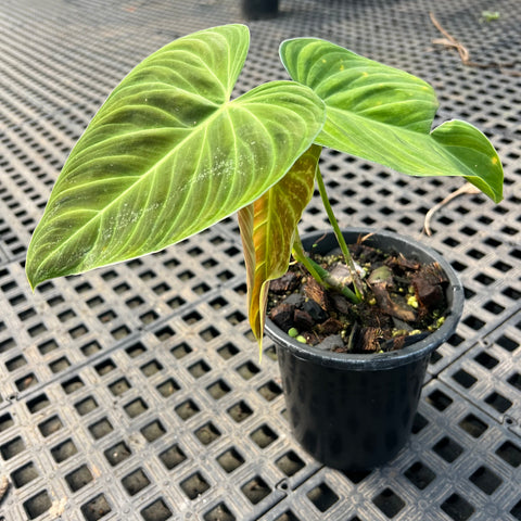 Philodedron 'splendid'