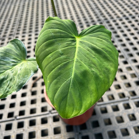 Philodendron pseudoverrucosum