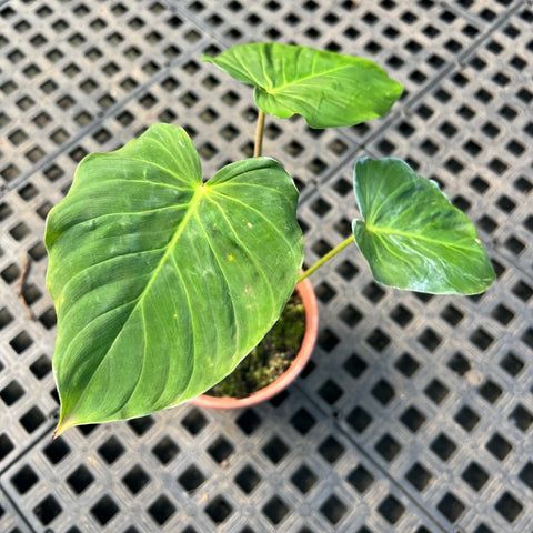 Philodendron pseudoverrucosum – Entre Raízes Botânica