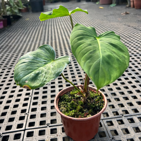 Philodendron pseudoverrucosum  Entre Razes Botnica