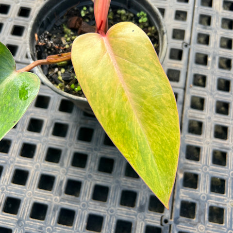 Philodendron 'Painted Lady'