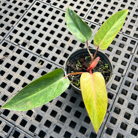 Philodendron 'Painted Lady'