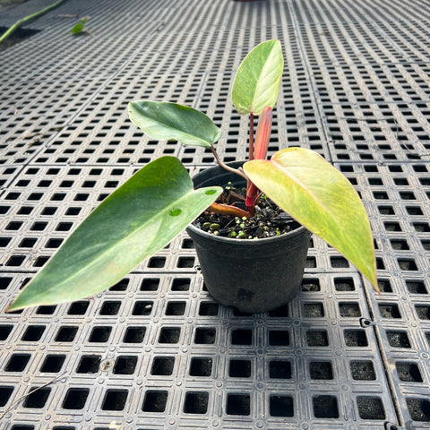 Philodendron 'Painted Lady'