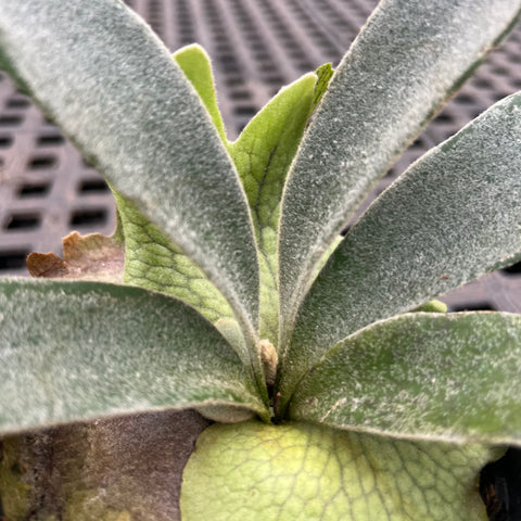 Platycerium