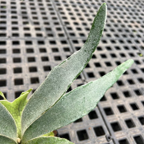 Platycerium Veitchii Lemoinei