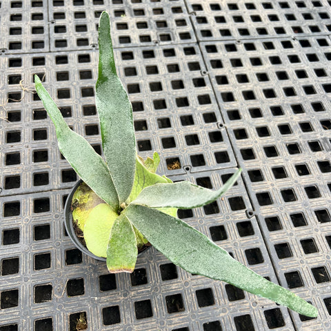 Platycerium Veitchii Lemoinei