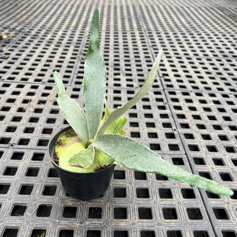 Platycerium Veitchii Lemoinei