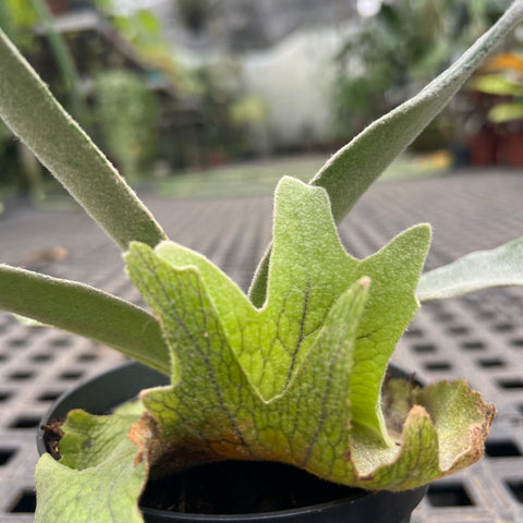 Platycerium Veitchii Lemoinei