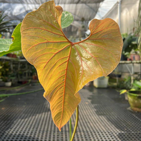 Anthurium cupulispathum