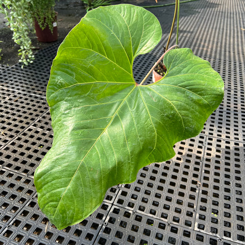 Anthurium cupulispathum