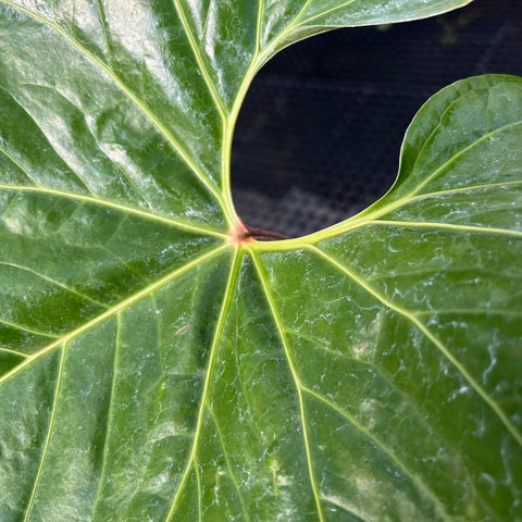 Anthurium cupulispathum