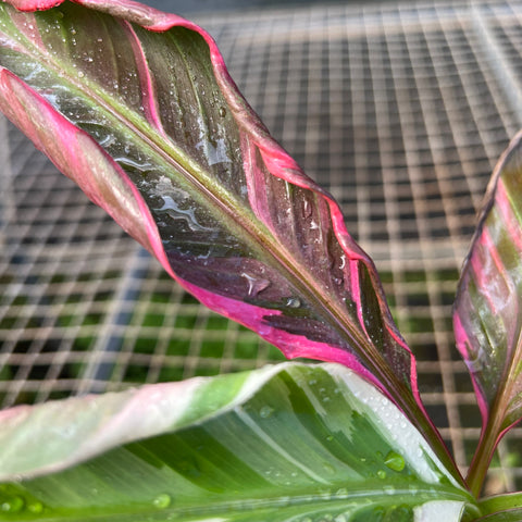 Musa Nono Pink 'variegata'