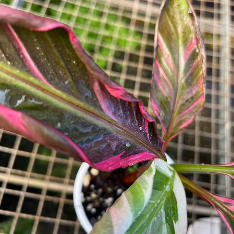 Musa Nono Pink 'variegata'