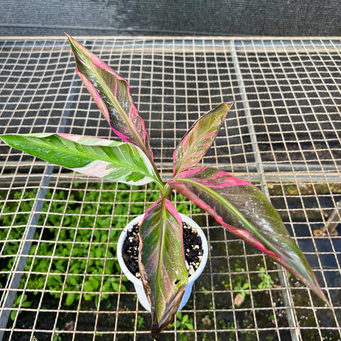 Musa Nono Pink 'variegata'
