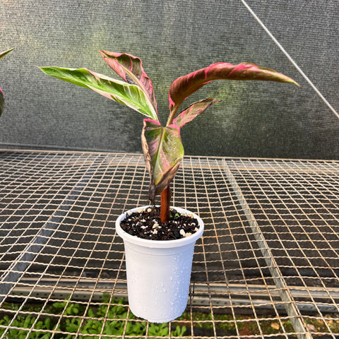 Musa Nono Pink 'variegata'