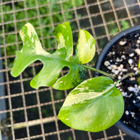 Rhaphidophora tetrasperma Variegata