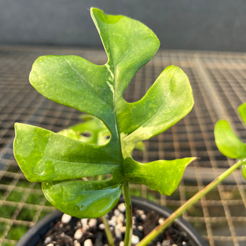 Rhaphidophora tetrasperma Variegata