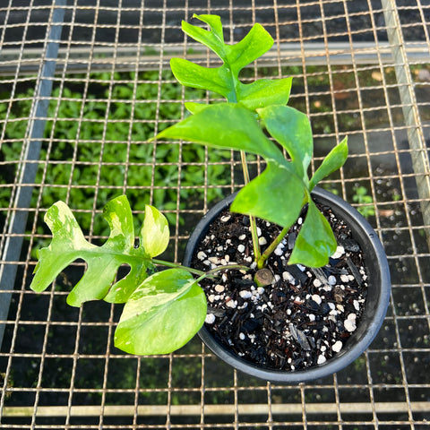 Rhaphidophora tetrasperma Variegata