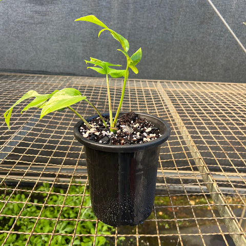 Rhaphidophora tetrasperma Variegata