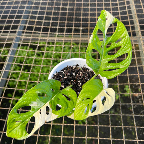 Monstera adansonii variegata
