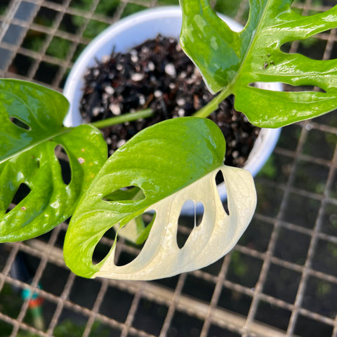 Monstera adansonii variegata