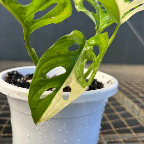 Monstera adansonii variegata