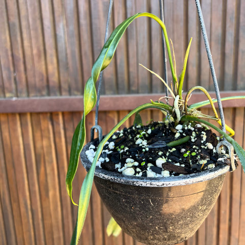 Anthurium vittarifolium 'narrow'