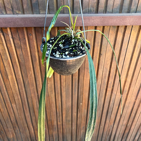 Anthurium vittarifolium 'narrow'