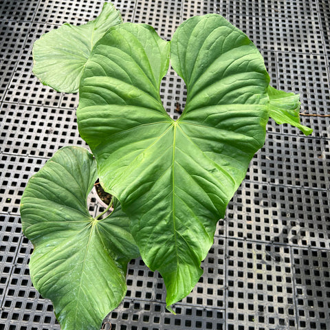 Anthurium balaoanum G