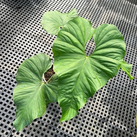 Anthurium balaoanum G