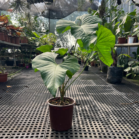 Anthurium balaoanum G